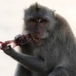 The Monkey Thief Playing Harmonica in Uluwatu Temple