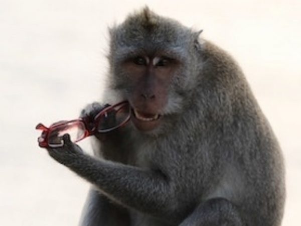 monkey & harmonica
