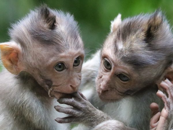 macaques