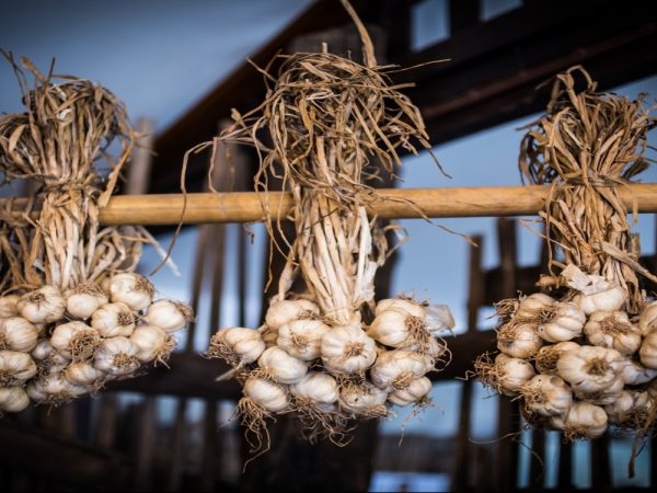 Garlic protection