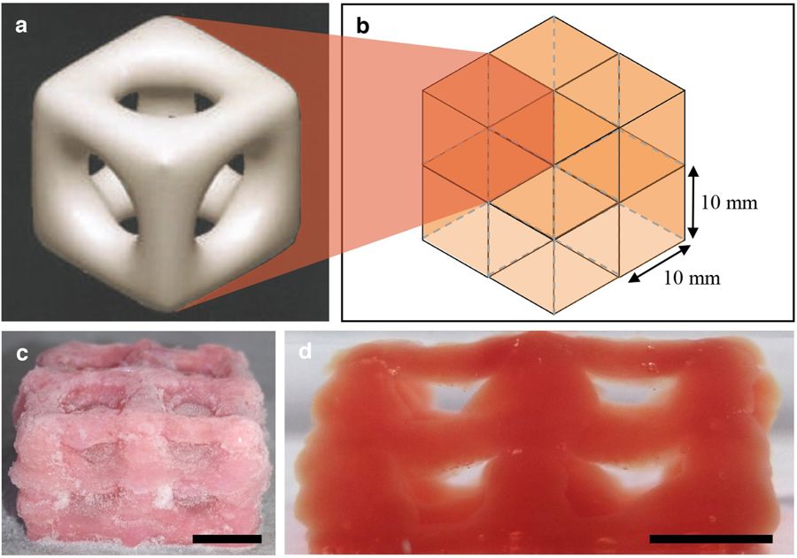 3D Bioprinting - soft structures 3D Bioprinting