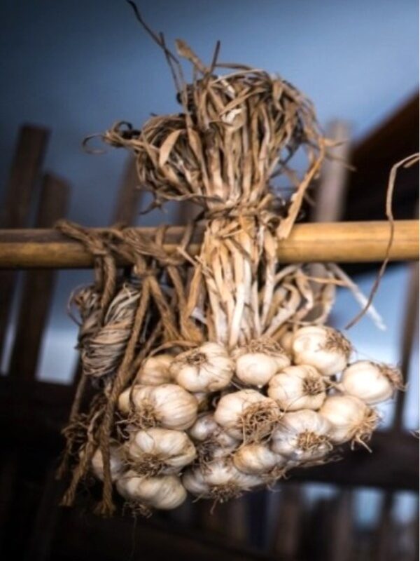 garlic protecction