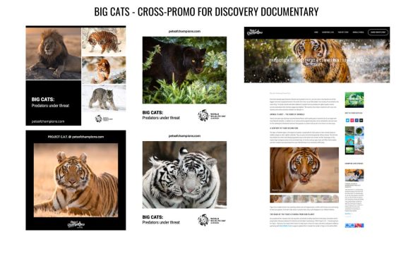big-cats-cross-promotion-content